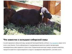 Зафиксирован очаг сибирской язвы. Что нужно знать нижегородцам о вспышке сибирской язвы